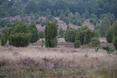 Trees growing on field