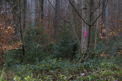 View of trees in forest