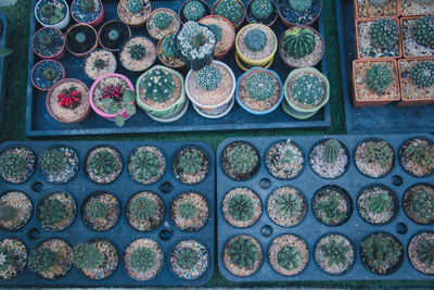 High angle view of potted plants in container