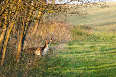 View of deer on field