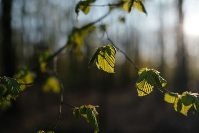 Close-up of yellow leaves on plant