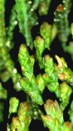 Close-up of green leaves