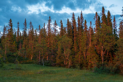 Trees growing in forest against sky during autumn