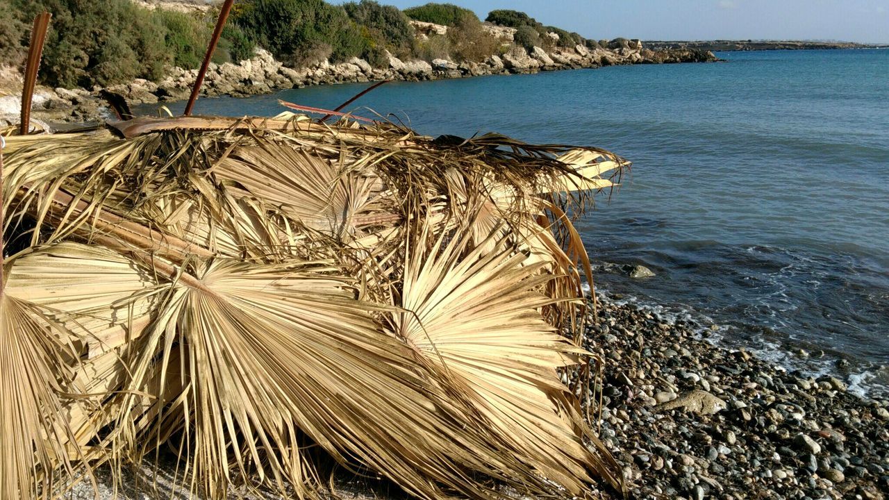 Branches palm