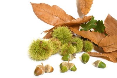 Close-up of fruits against white background