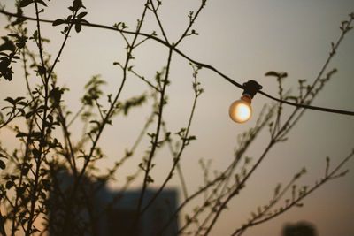 Low angle view of hanging from tree against sky