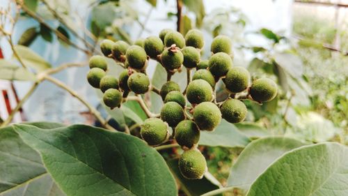 Low angle view of grapes growing on tree