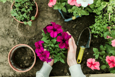 Close-up of hand holding potted plant