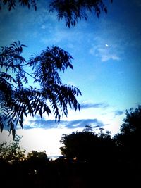 Low angle view of palm trees against sky