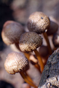 Close-up of fresh green leaf