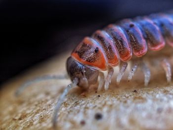 Close-up of millipede 