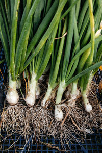 High angle view of vegetables