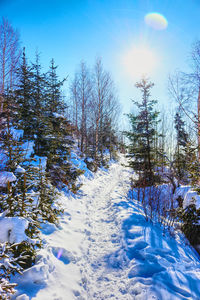 Bare trees on snow covered landscape against blue sky