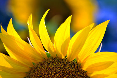 Close-up of sunflower