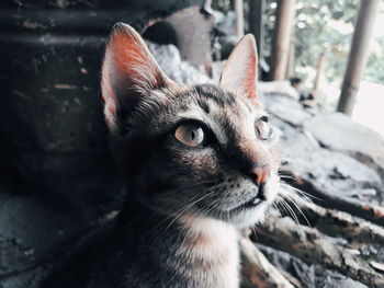 Close-up portrait of a cat looking away