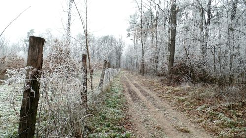 Panoramic shot of bare trees in forest