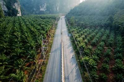 High angle view of road amidst trees