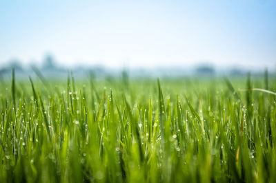 Close-up of crops growing on field against sky