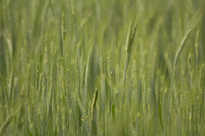 Close-up of wheat growing on field