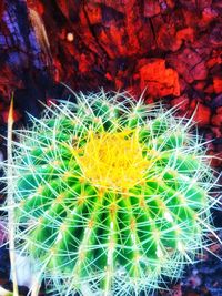 Close-up of cactus plant