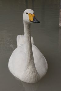 Close-up of swan swimming in lake