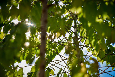 Low angle view of sunlight streaming through tree