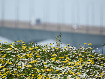 Yellow flowering plants on field during foggy weather