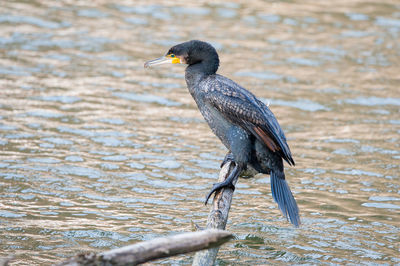 Bird perching on a lake