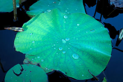 Close-up of wet leaf floating on water