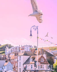 Bird flying in city against sky