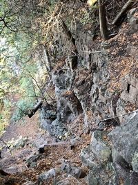 Full frame shot of rock formation in forest
