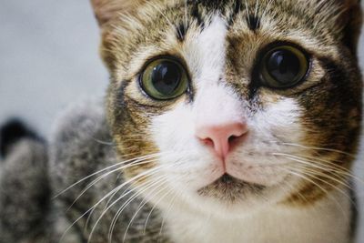 Close-up portrait of a cat