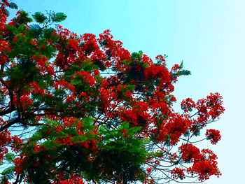 Low angle view of flower tree against clear sky