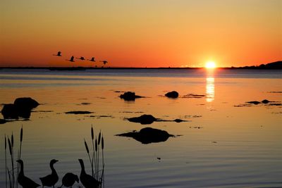 Silhouette birds in sea against orange sky