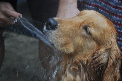 Midsection of dog drinking water