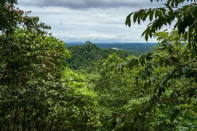 Jungel adventure in the ecuadorian rainforest. view out over the trees.