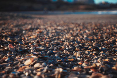 Seashells at beach