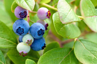 Close-up of berries growing on tree