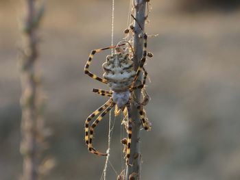 Close-up of spider on web