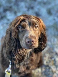 Close-up of dog