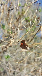 Close-up of plant