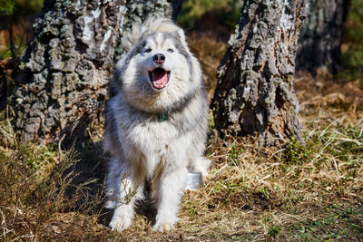 Dog running on field