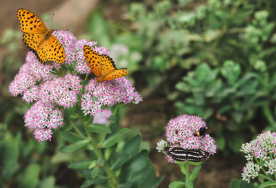 Close-up of butterfly pollinating on flower