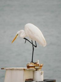 Close-up of seagull perching on a sea