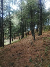 Trees in forest