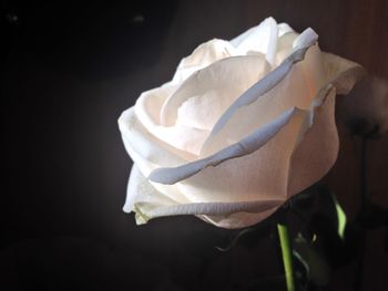 Close-up of white rose