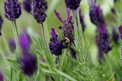 Close-up of insect on purple flower