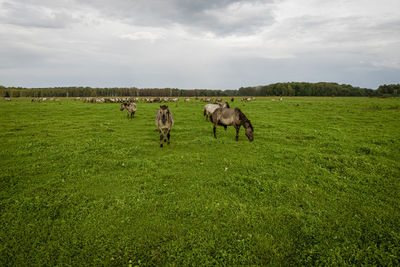 Various brown, white mustangs graze grass on farmland. group of animals on pasture. rural scene