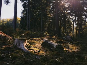 Trees growing in forest