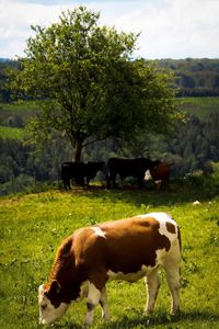 Cows grazing on field against sky